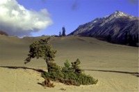Carcross Area