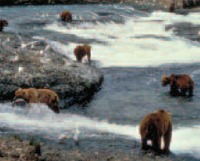 Yukon Bears