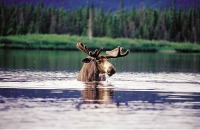 Moose